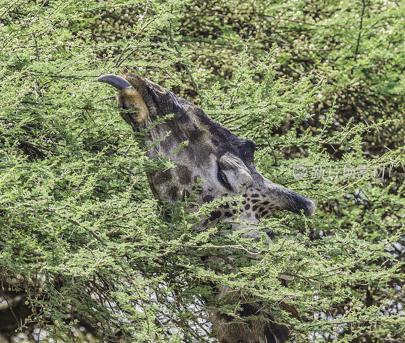 马赛长颈鹿(Giraffa camelopardalis tippelskirchii)，也拼作马赛长颈鹿，也叫乞力马扎罗长颈鹿，是长颈鹿最大的亚种。恩都图湖保护区